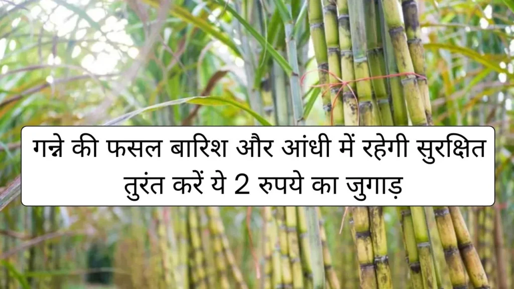 Cane up.in : गन्ने की फसल बारिश और आंधी में रहेगी सुरक्षित तुरंत करें ये 2 रुपये का जुगाड़